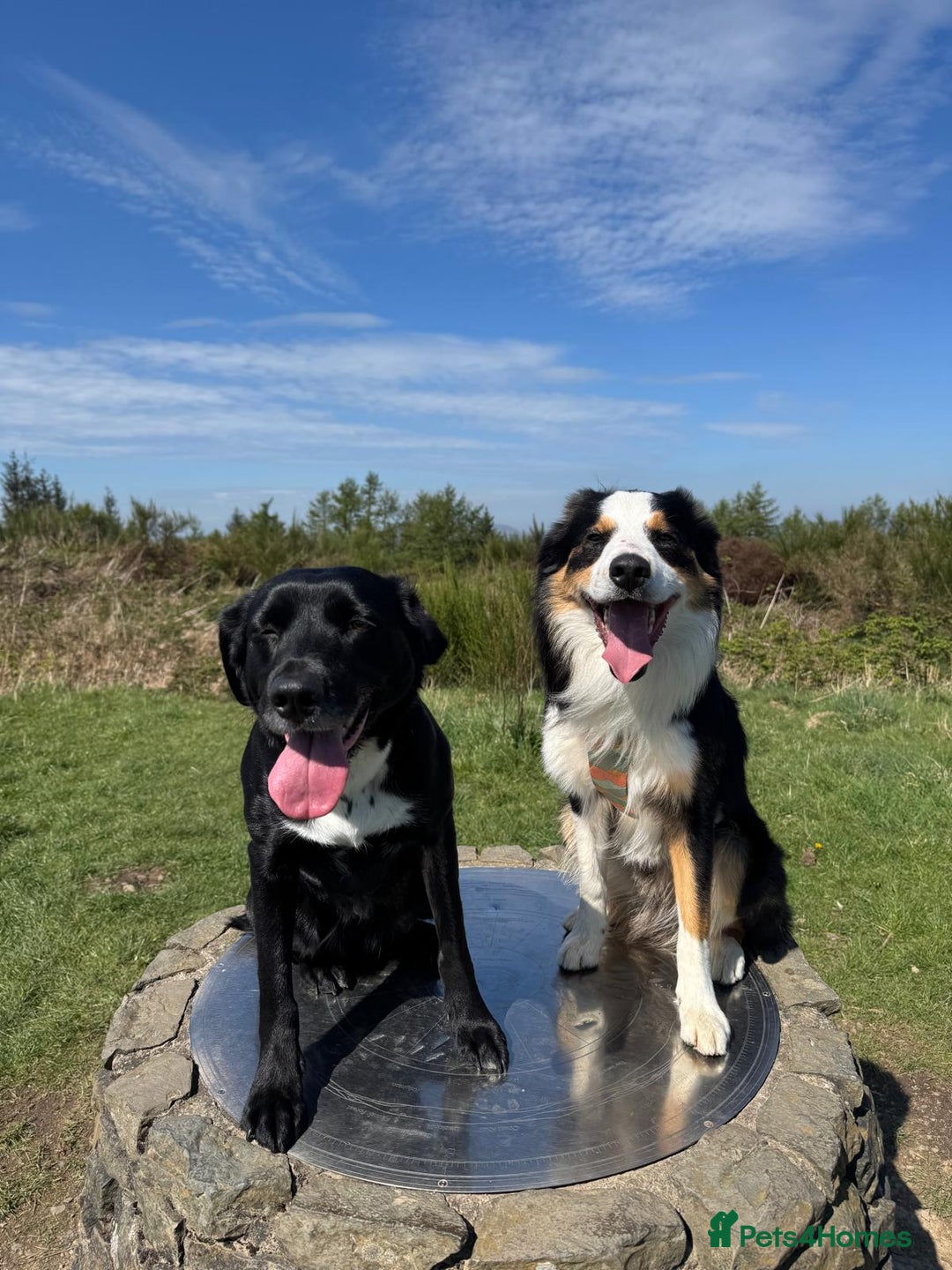 Mixed Breed dogs for sale: Collie cross pups for sale - Image 5