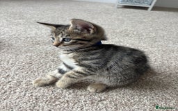 Bengal cats for sale: Beautiful Bengal Cross Kitten - Image 7