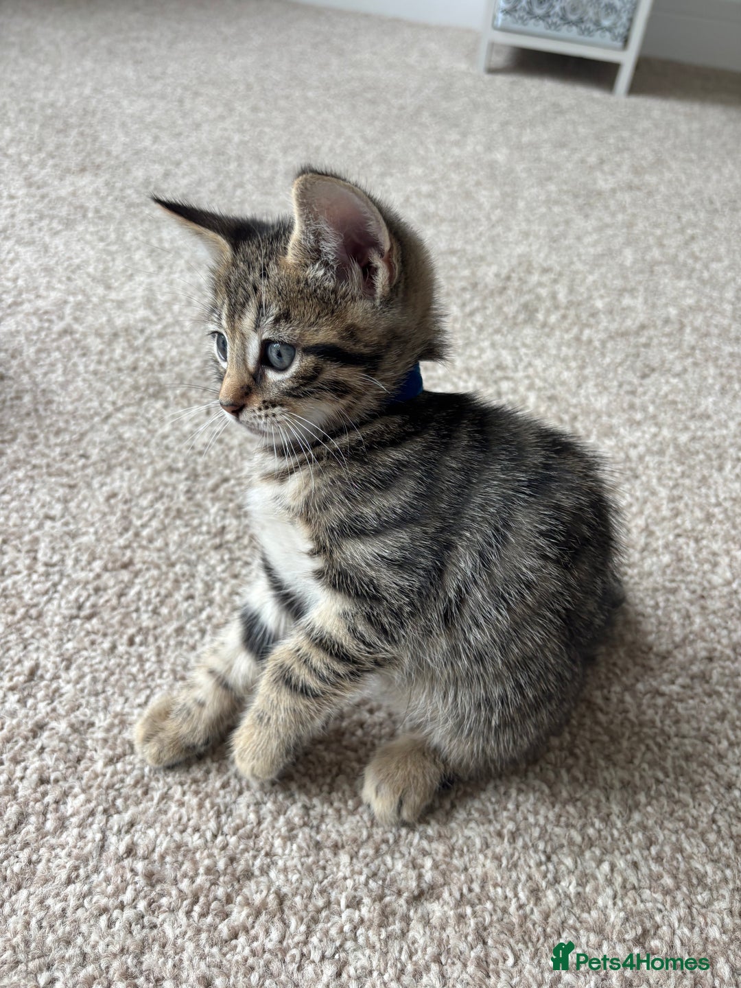 Bengal cats for sale: Beautiful Bengal Cross Kitten - Image 7