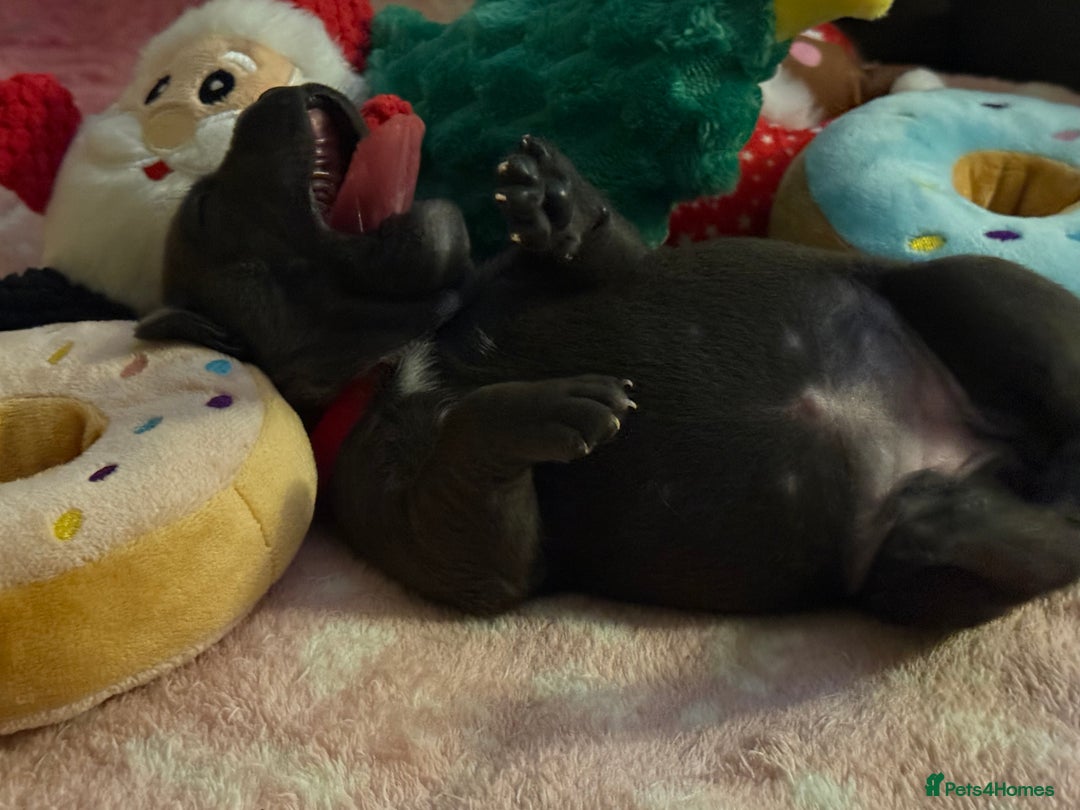 Staffordshire Bull Terrier dogs for sale: KC Blue Staffordshire Bull Terrier Puppies  - Advert 25