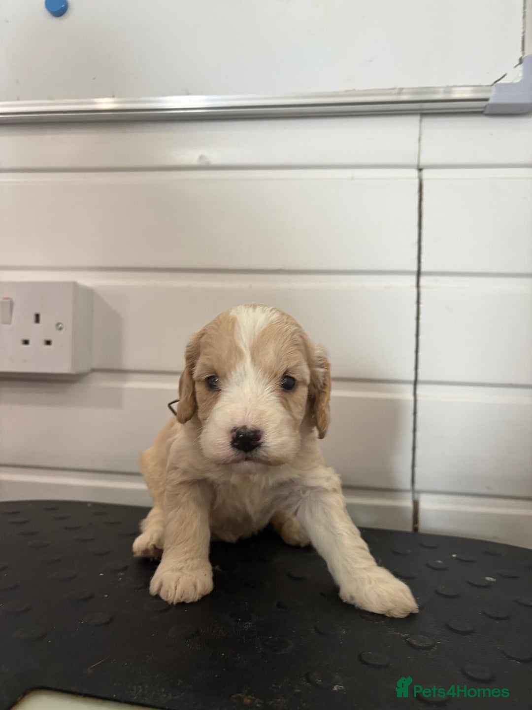 Cockapoo dogs for sale: 5 cockapoo puppy ready 13nov  - Image 4
