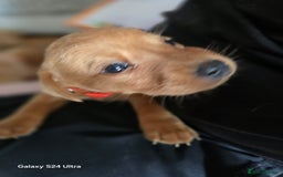 Labrador Retriever dogs for sale: KC REG Lab puppys x 2/11 ready to take home - Image 36