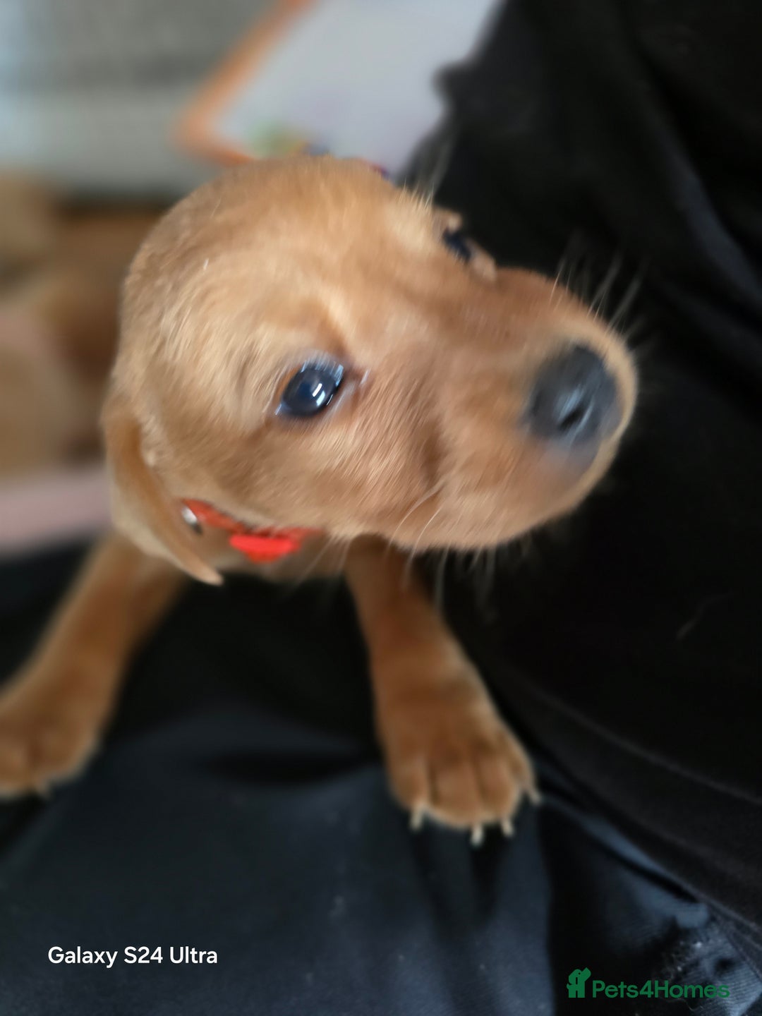 Labrador Retriever dogs for sale: KC REG Lab puppys x 2/11 ready to take home - Image 36