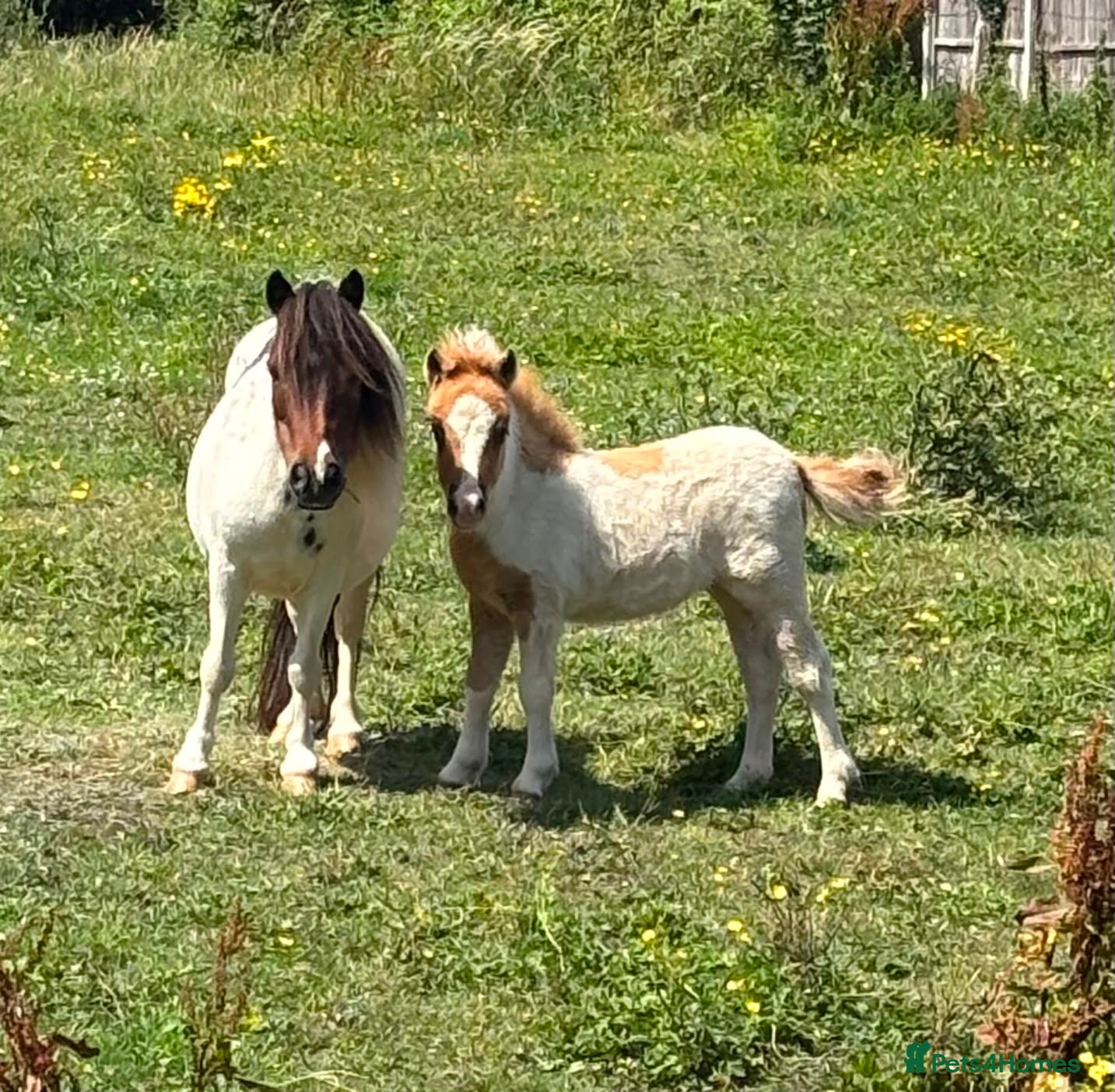 Shetland pony horses Shetland Mare and Filly foal - Advert 1
