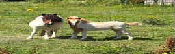 Shetland pony horses for sale: Shetland Mare and Filly foal - Advert 1