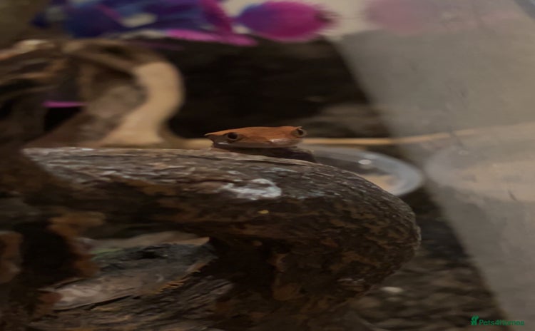 Gecko reptiles - Advert 9