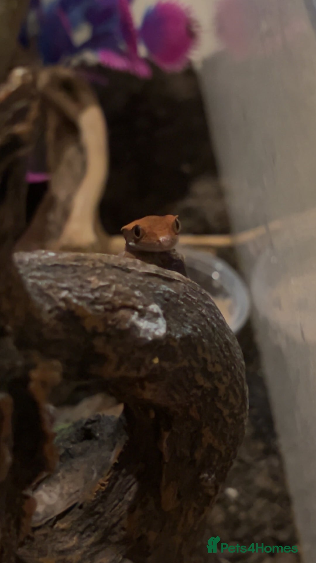 Gecko reptiles for sale: Young Crested Geckos - Image 1