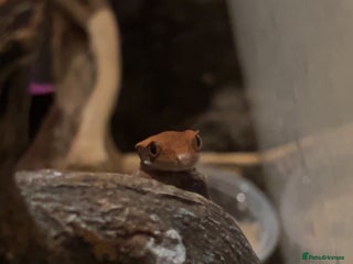 Gecko reptiles - Advert 36