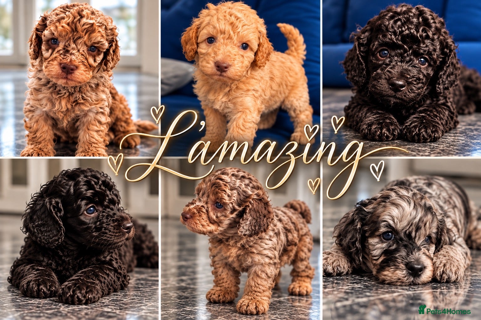 Cockapoo dogs for sale: Exquisite 5* rated licensed F2bb toy cockapoo’s  - Advert 1