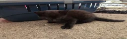 Mixed Breed cats for sale: Kittens for Sale in Bridlington - Advert 16