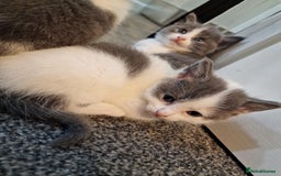 RagaMuffin cats for sale: 3 grey and white female kittens  - Image 23