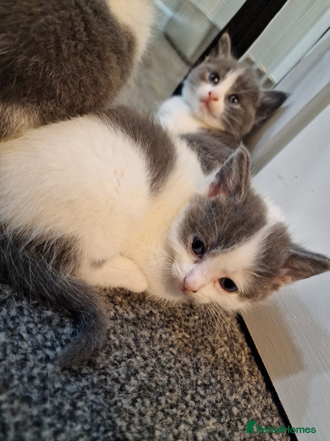 RagaMuffin cats for sale: 3 grey and white female kittens  - Image 23
