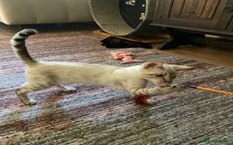 Bengal cats for sale: Snow spotted (rosetted) male Bengal  - Image 3