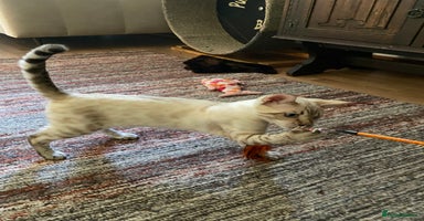 Bengal cats - Advert 2