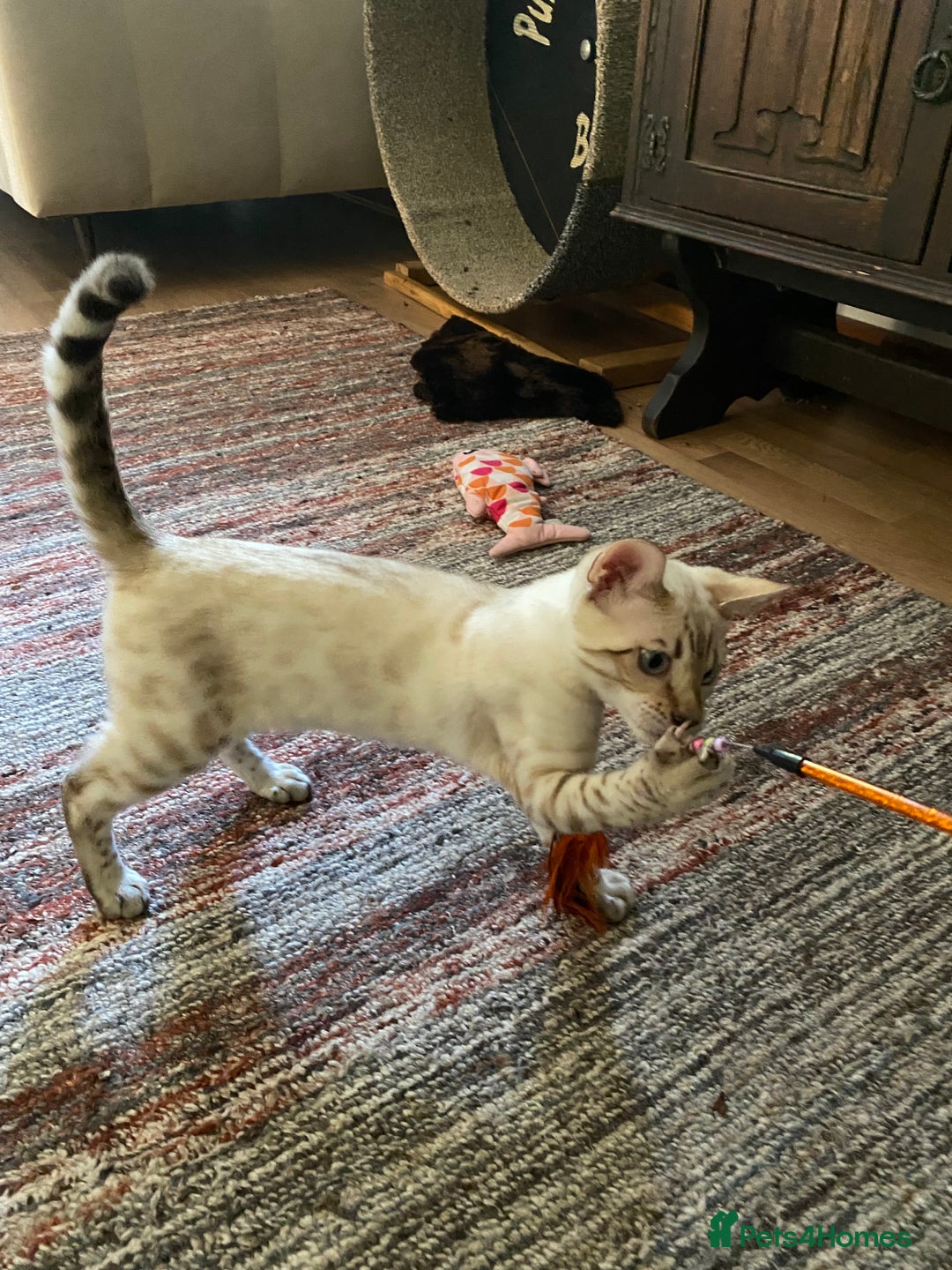 Bengal cats for sale: Snow spotted (rosetted) male Bengal  - Image 3
