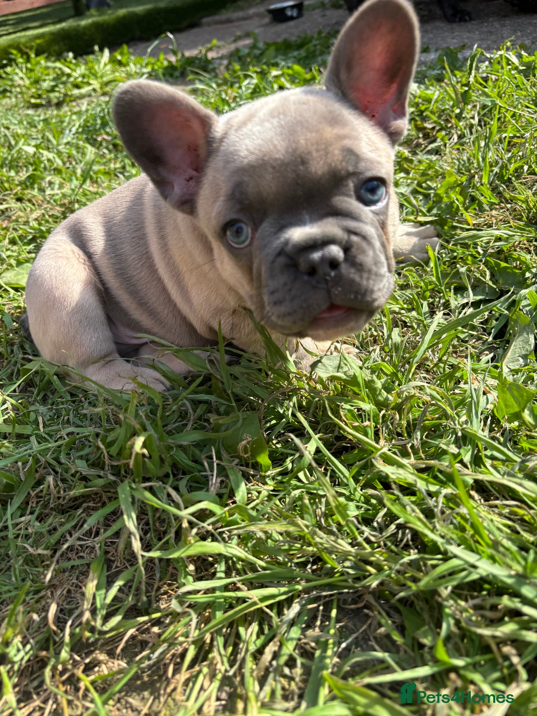 French Bulldog puppies for sale in Crewe Pets4Homes