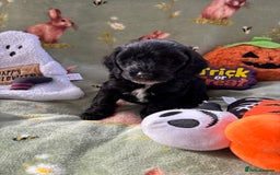 Cockapoo dogs for sale: PRA clear F1b Cockapoo puppies  - Image 25