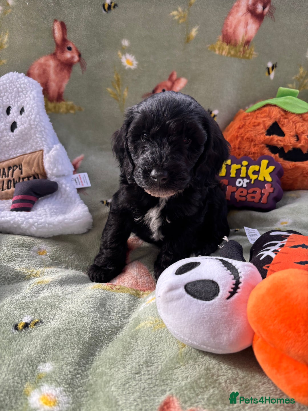 Cockapoo dogs for sale: PRA clear F1b Cockapoo puppies  - Image 25