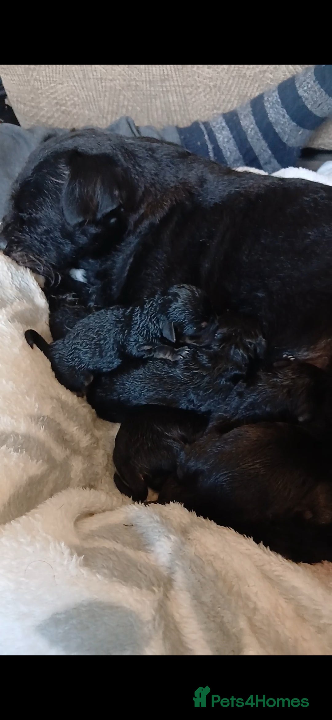 Mixed Breed dogs for sale: Beautiful mini dashound cross pug puppies  - Advert 6