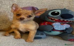 Mixed Breed dogs for sale: Chihuahua x  - Image 14