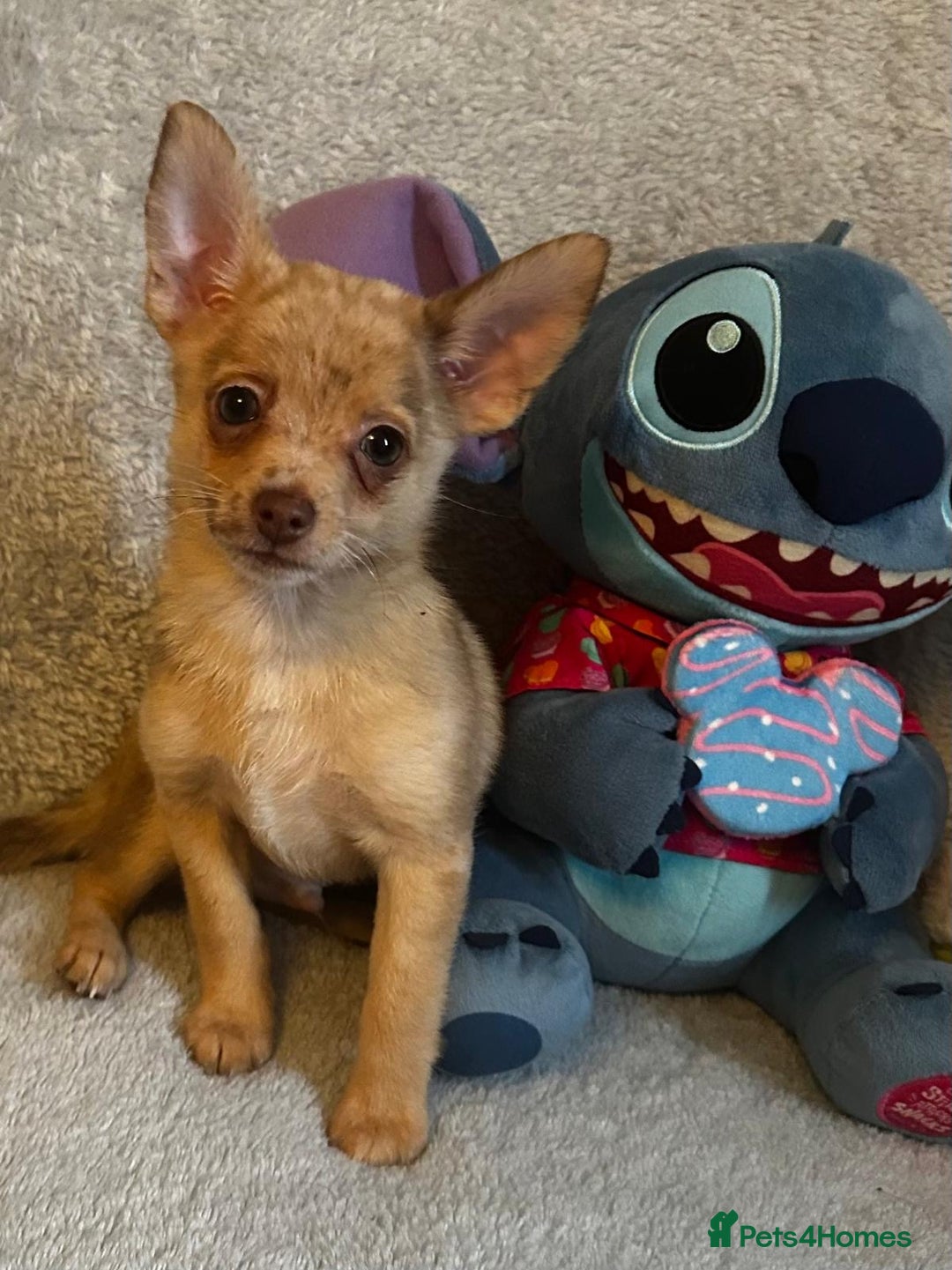 Mixed Breed dogs for sale: Chihuahua x  - Image 14