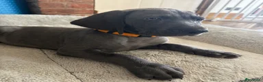 Weimaraner 9 Orange - KC Stargaze Willow 