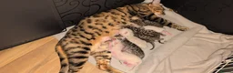 Bengal cats for sale: Pure bred bengal female kittens - Advert 6