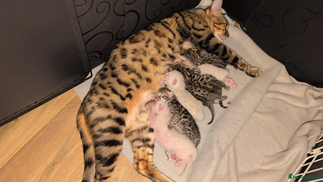 Bengal cats for sale: Pure bred bengal female kittens - Advert 6