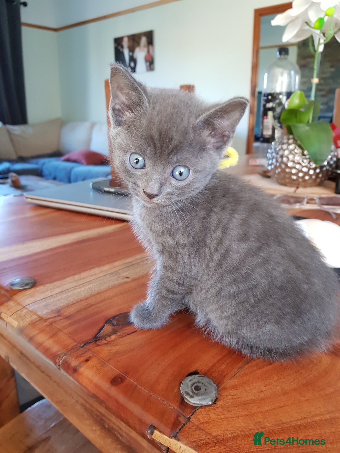 Mixed Breed cats for sale: Grey kittens  - Image 25