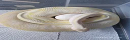 Python Snake reptiles for sale: Female ball pythons - Advert 2