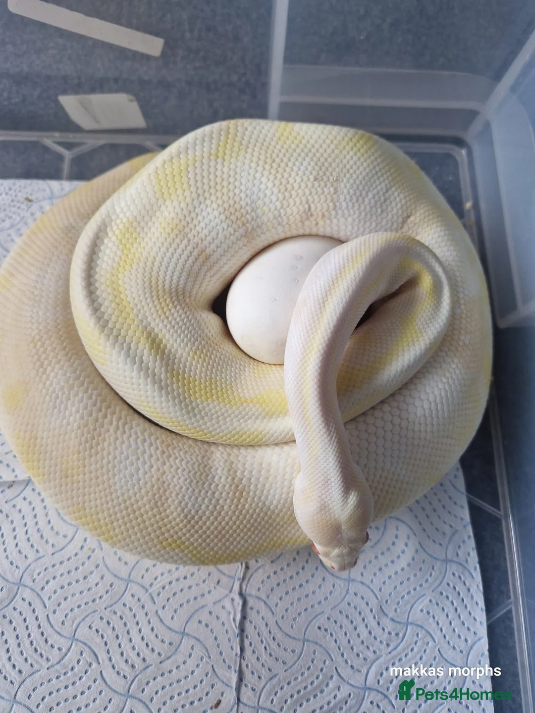 Python Snake reptiles for sale: Female ball pythons - Advert 2
