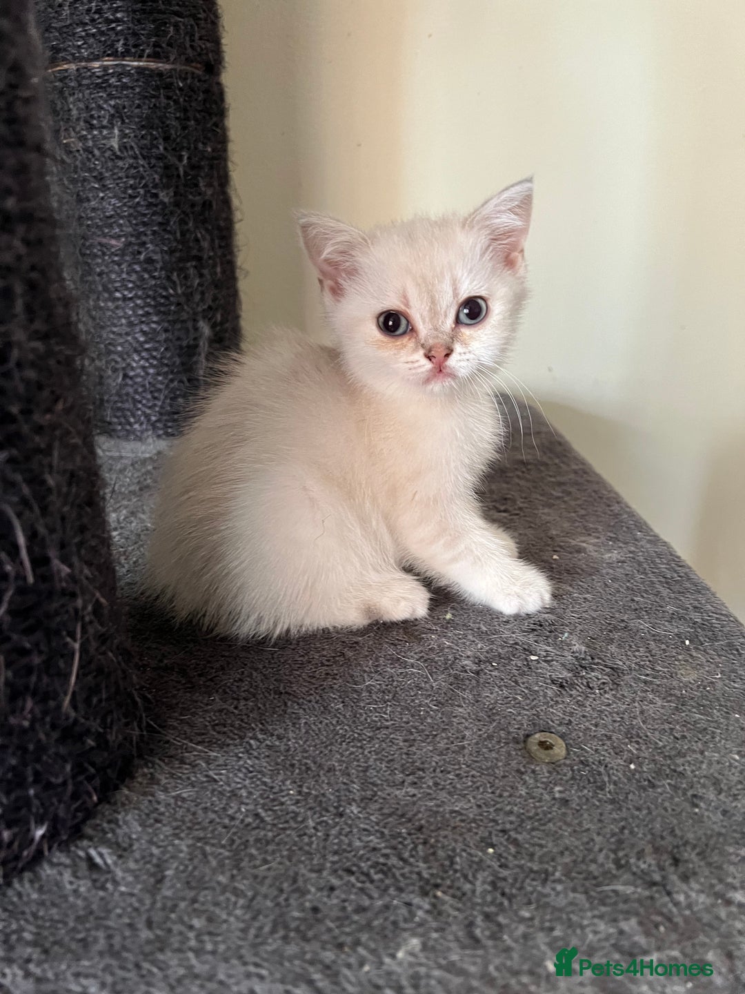British Shorthair cats for sale: British Shorthair colourpoint kittens  - Image 6