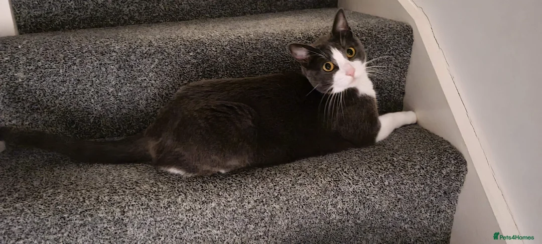 Mixed Breed cats for sale: Juno 7 years old - Advert 21