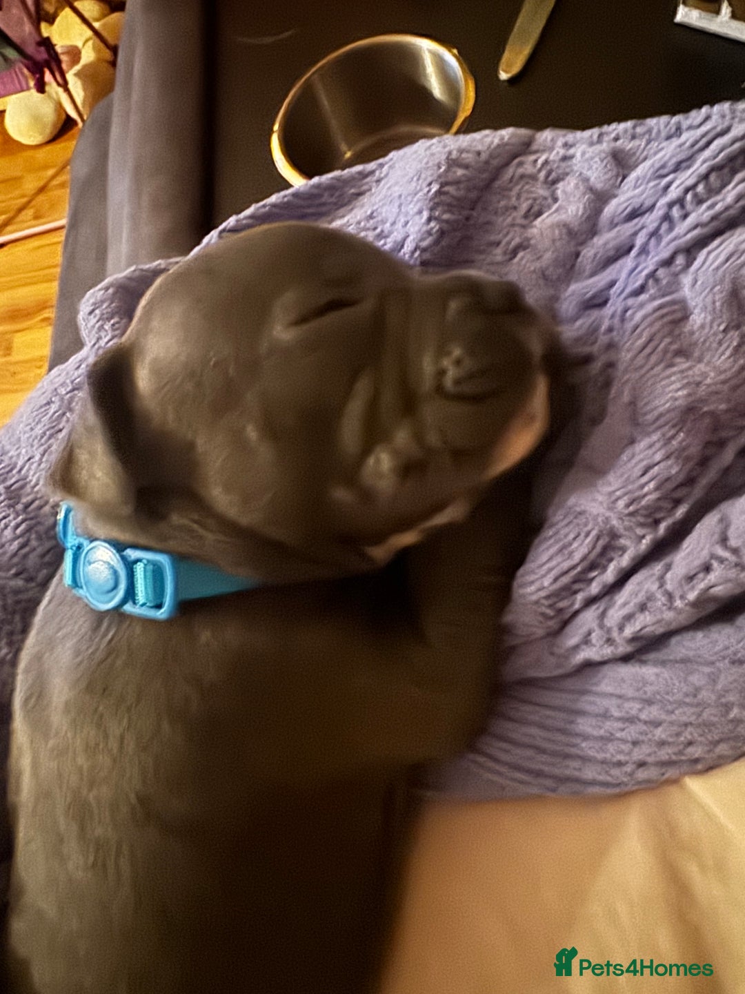 Staffordshire Bull Terrier dogs for sale: 6 Staffordshire pups - Advert 18