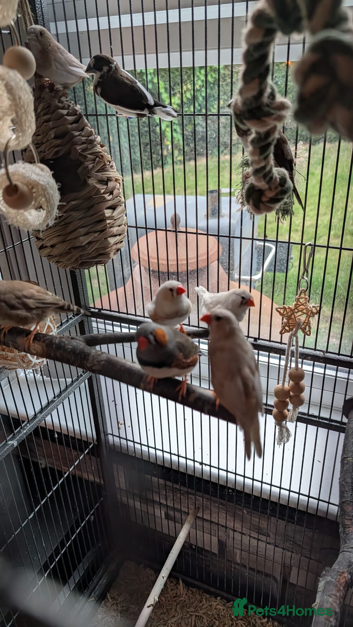 Finches birds Complete Finch setup (9 Birds + All Equipment) - Advert 16
