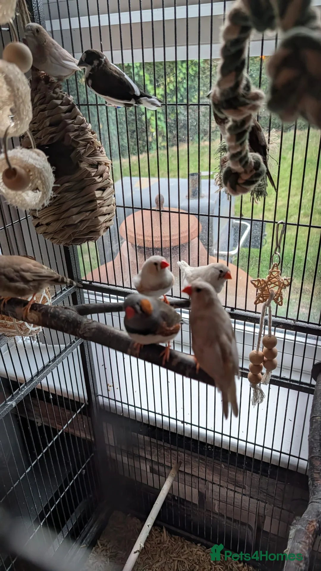 Finches birds for sale: Complete Finch setup (9 Birds + All Equipment) in Spalding - Advert 1