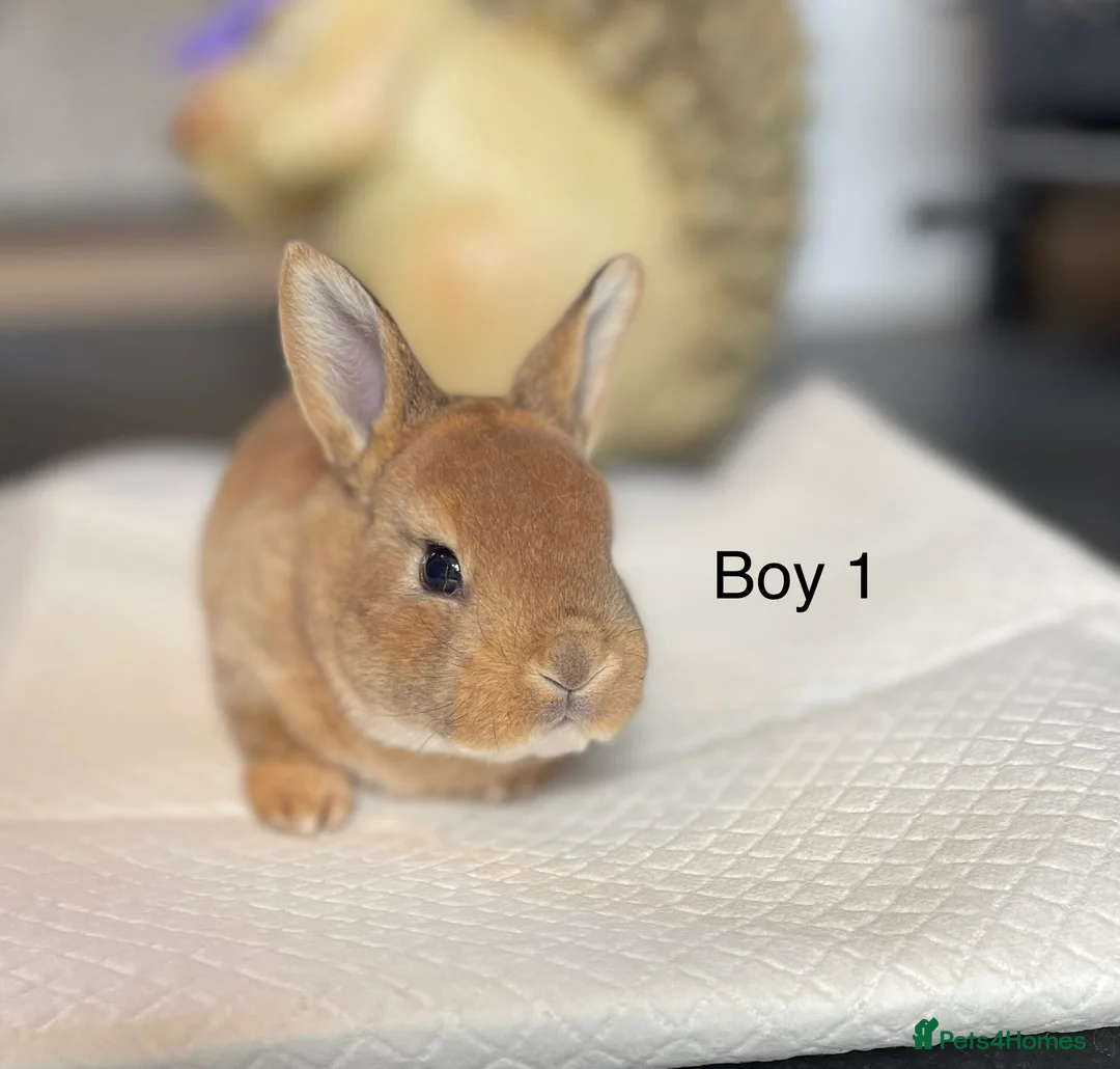 Rex rabbits for sale: 💙 3 week old mini Rex ready to reserve 💙 - Advert 1