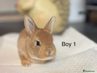 Rex rabbits 💙 3 week old mini Rex ready to reserve 💙 - Advert 4