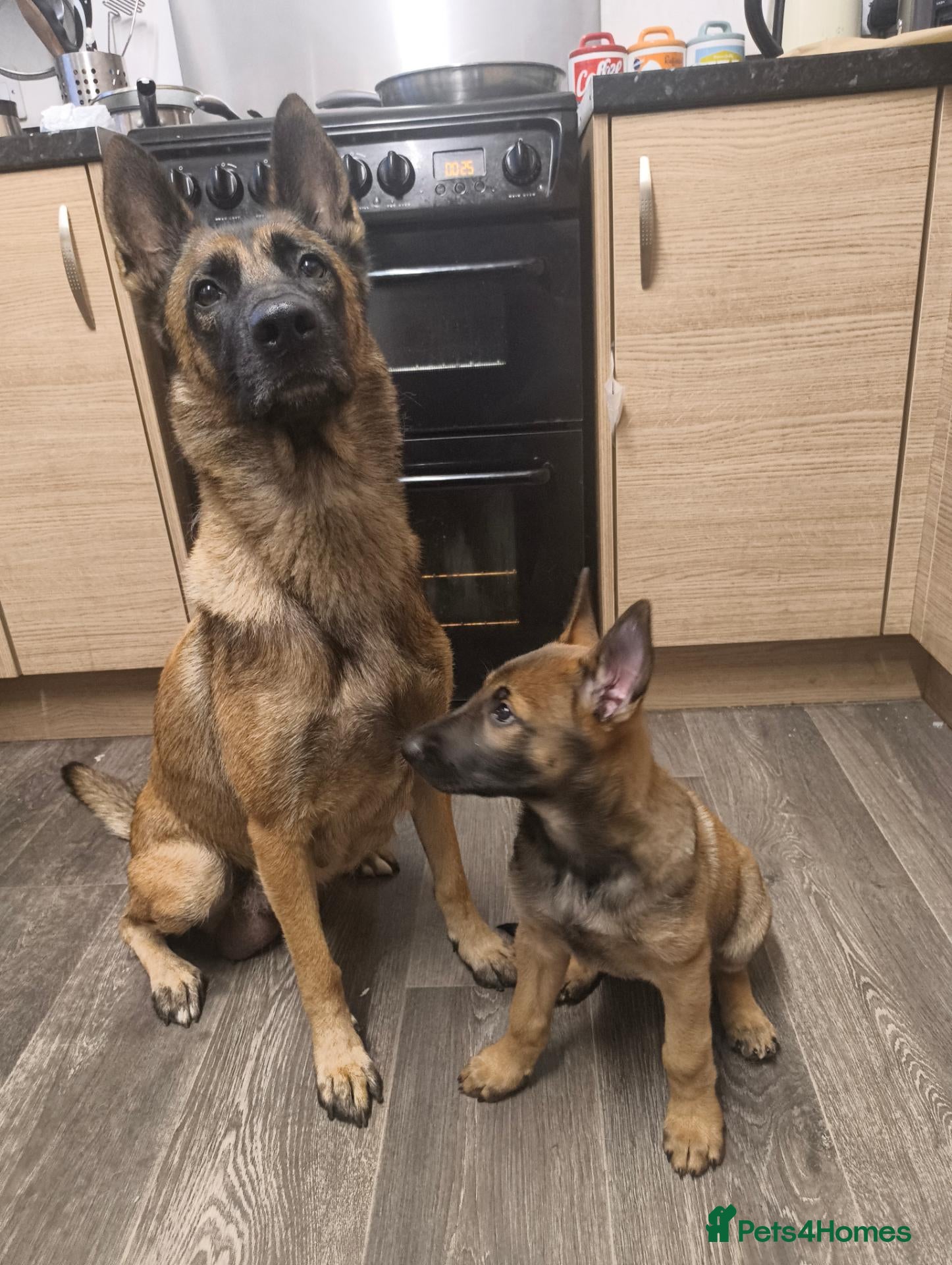 Belgian Shepherd Dog dogs “Belgian Shepherd /malinois Puppy–family Raised  - Advert 2