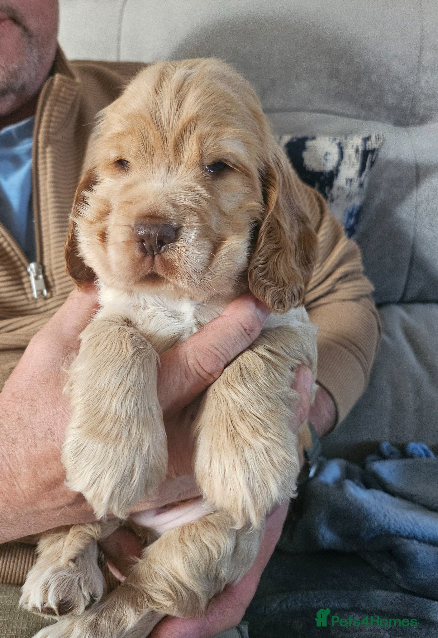 Cocker Spaniel dogs LAST LITTLE SHOW COCKER. - Advert 18