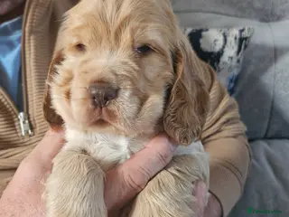 Cocker Spaniel dogs LAST LITTLE SHOW COCKER. - Advert 18