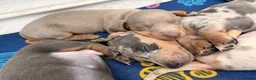 Miniature Dachshund dogs for sale: Last 2 girls left - Advert 12