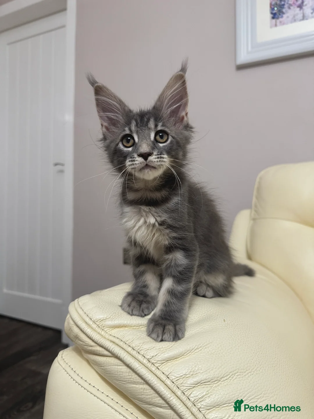 Maine Coon cats for sale: MaineCoonKitten🏆20+gen🧬Outstadning Full Pedigree - Advert 19