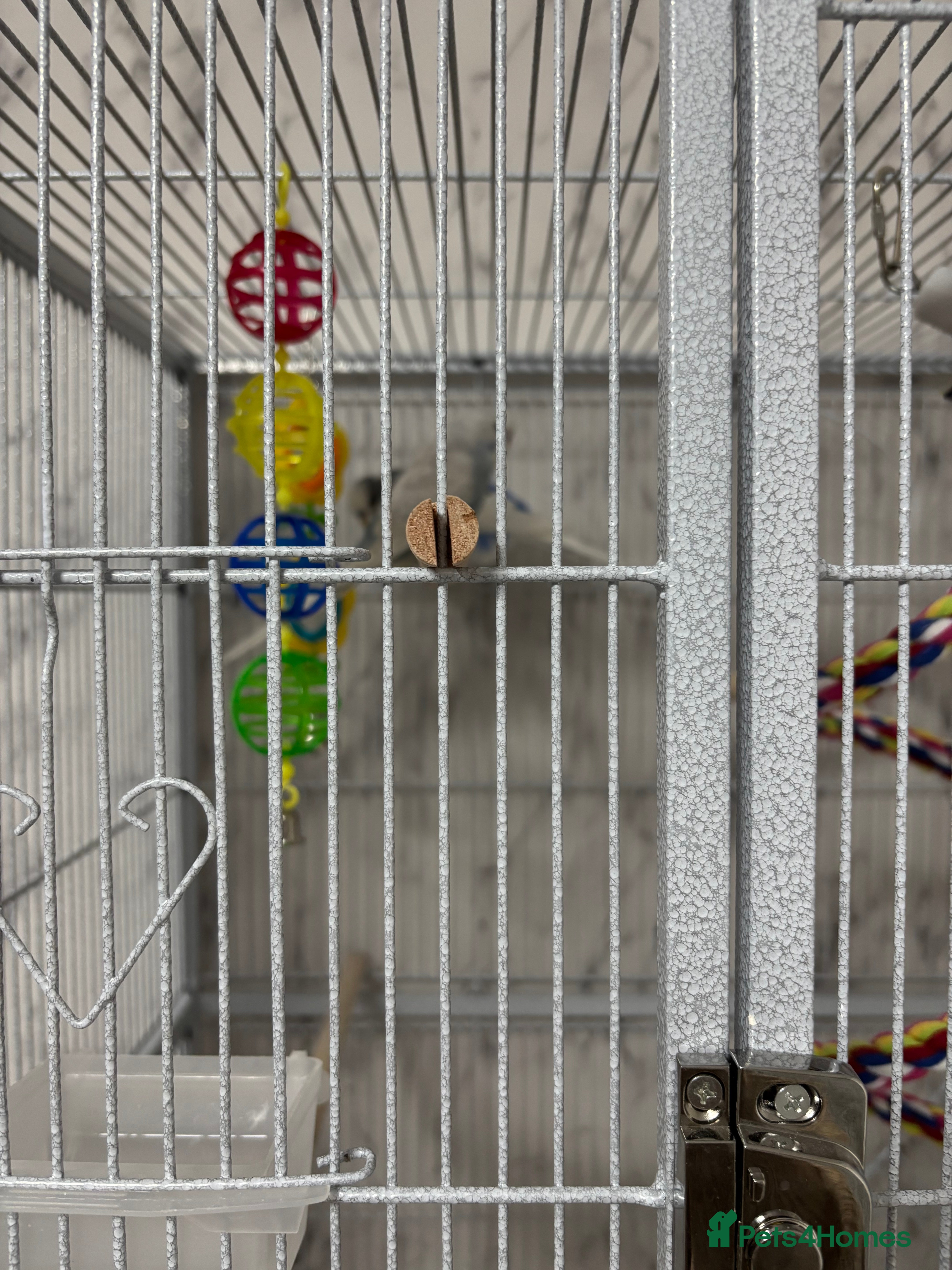 Budgerigars birds For sale  - Advert 2