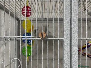 Budgerigars birds For sale - Advert 2