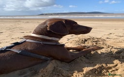 Mixed Breed dogs for sale: Vizsla cross cane corso  - Image 4