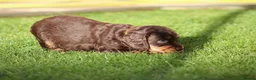 Cocker Spaniel dogs for sale: Beautiful pups in Durham - Advert 26