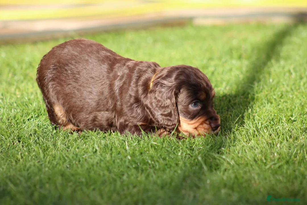 Cocker Spaniel dogs for sale: Beautiful pups in Durham - Advert 26