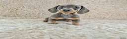 Miniature Dachshund dogs for sale: KC Registered Miniature Dachshund Puppies  - Advert 5