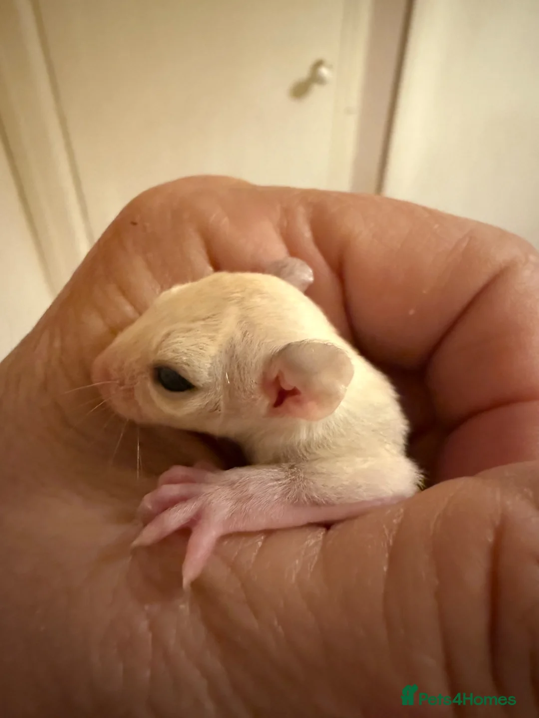 Sugar Glider rodents for sale: Stunning female sugar glider - Advert 2